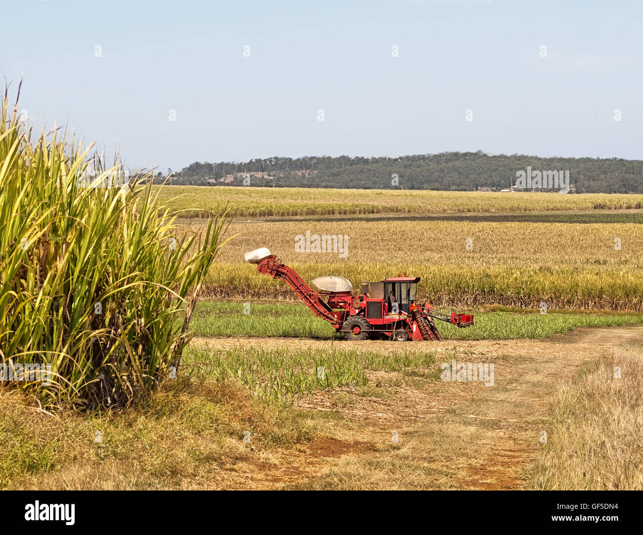 Rosso fattoria di macchinari trinciacaricatrice per canne australiana sulla piantagione di canna da zucchero sullo sfondo Foto Stock