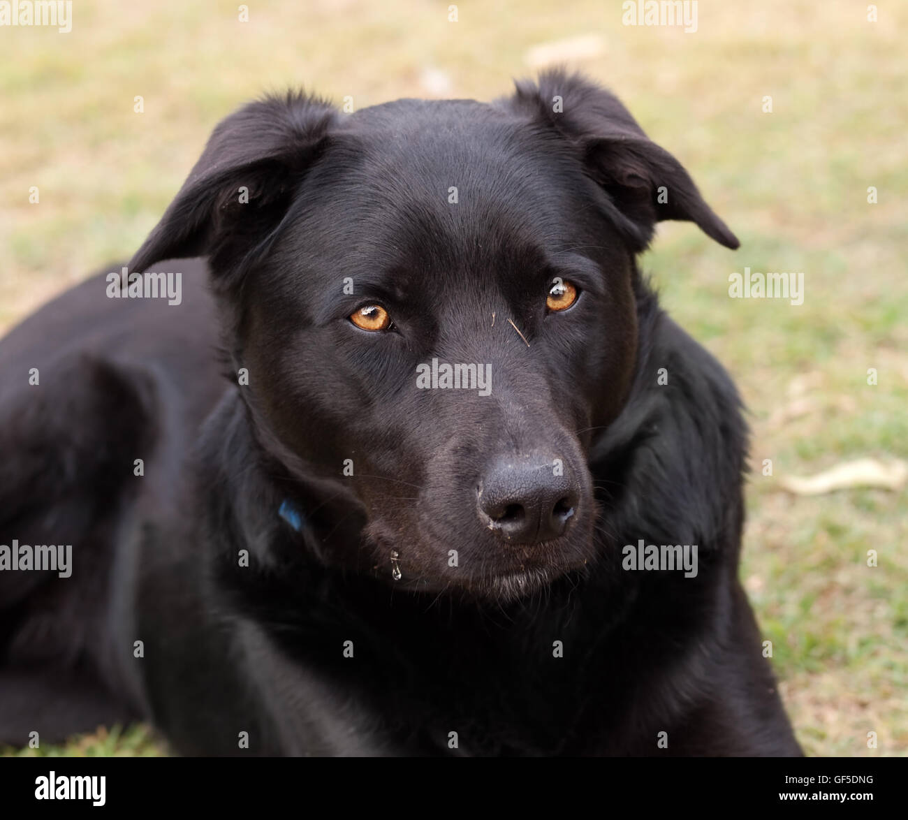 Australian allevati cane da lavoro nero kelpie di pura razza canina di bovini e ovini cane Foto Stock