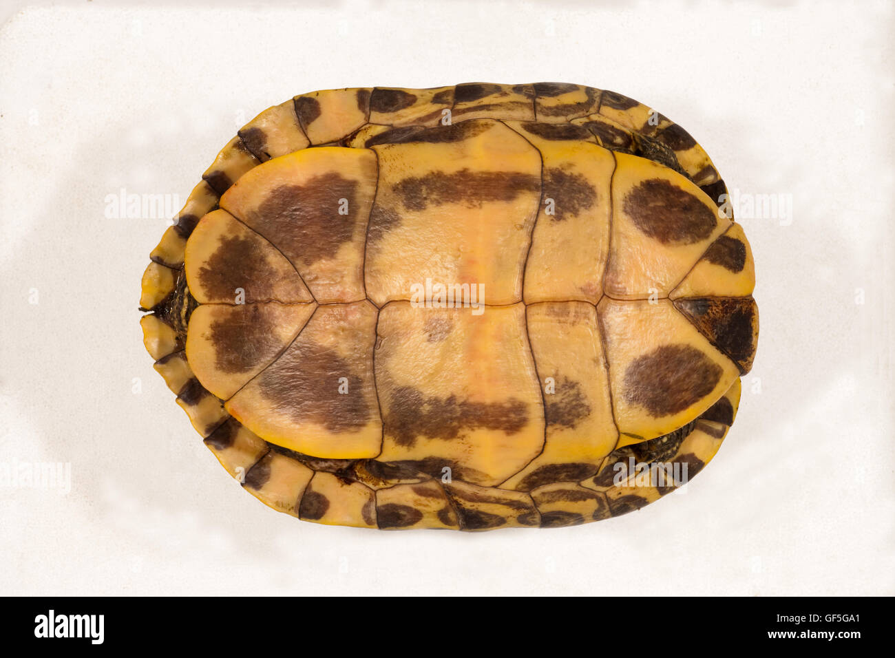 Rosso-eared tartaruga (Trachemys elegante script). Plastron o guscio inferiore. Estremità di testa a destra. Museo campione preparato. Foto Stock