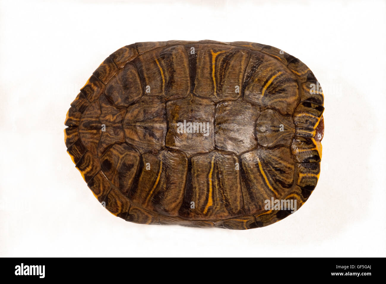 Rosso-eared tartaruga (script Trachemys elegans). Carapace o guscio superiore. Estremità di testa a destra. Museo campione. Foto Stock