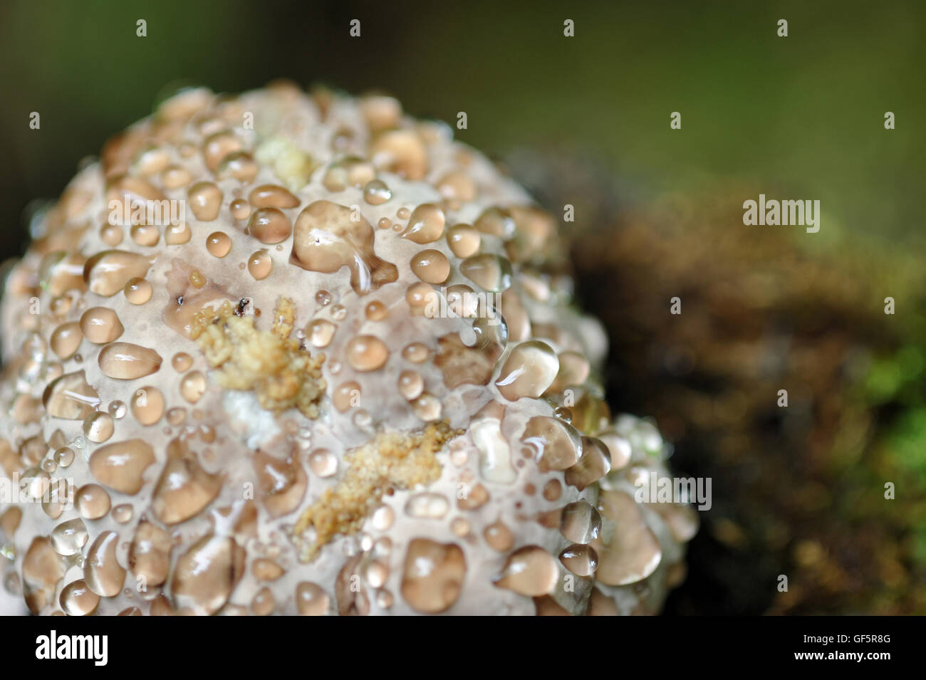 Close up di gocce di bagnato sulla parte superiore del fungo ripiano Foto Stock