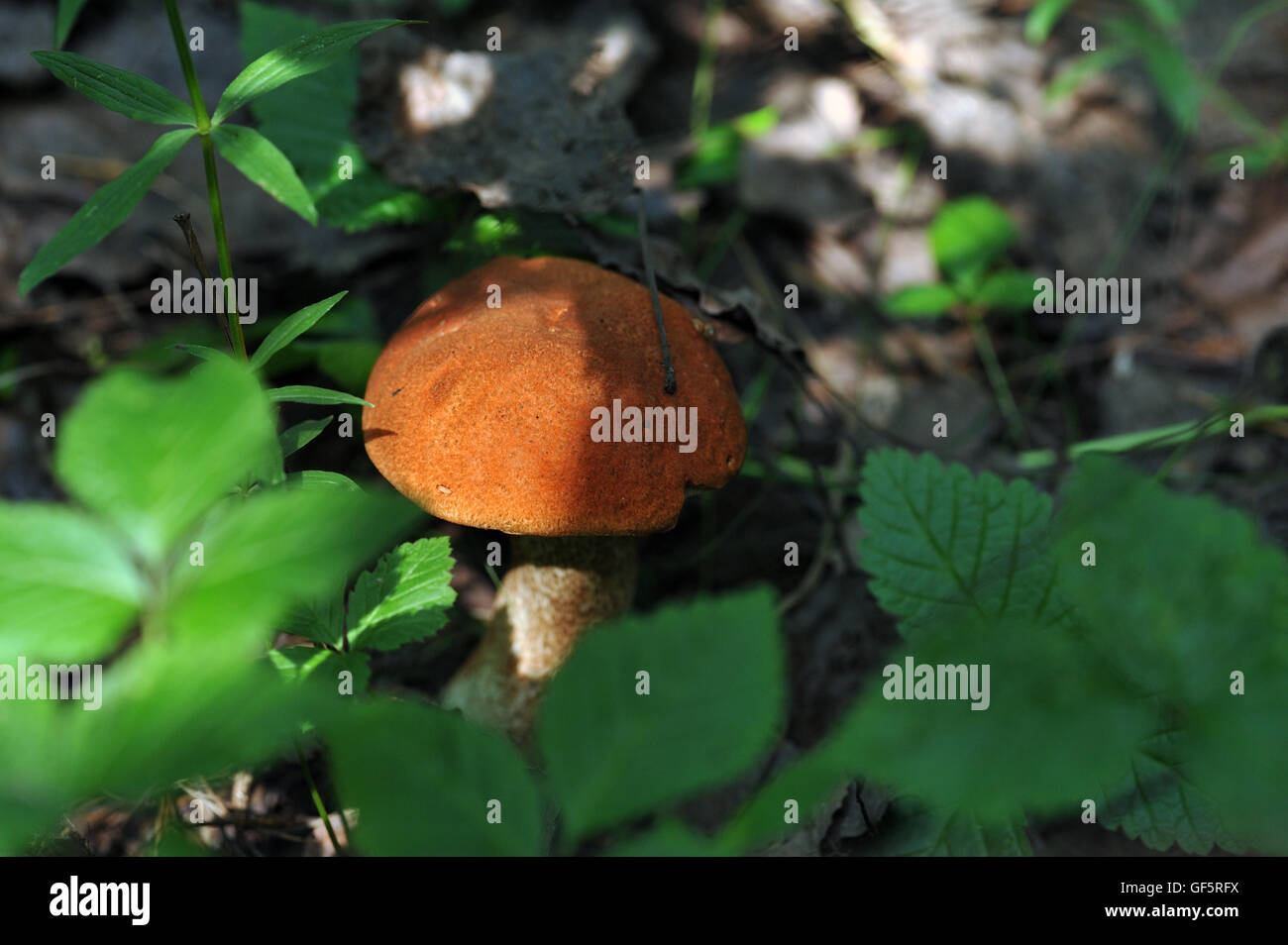 Cappuccio rosso vicino a fungo fino in erba. Foto Stock