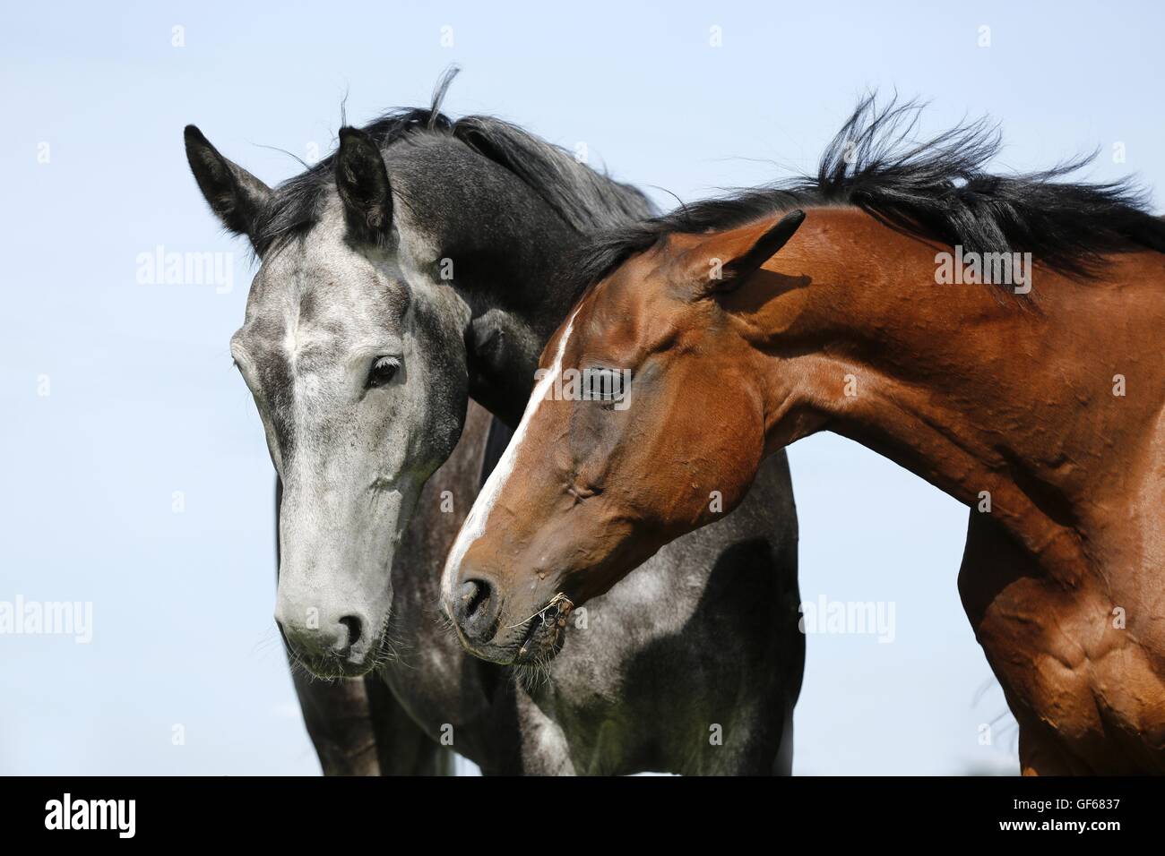 2 cavalli Foto Stock