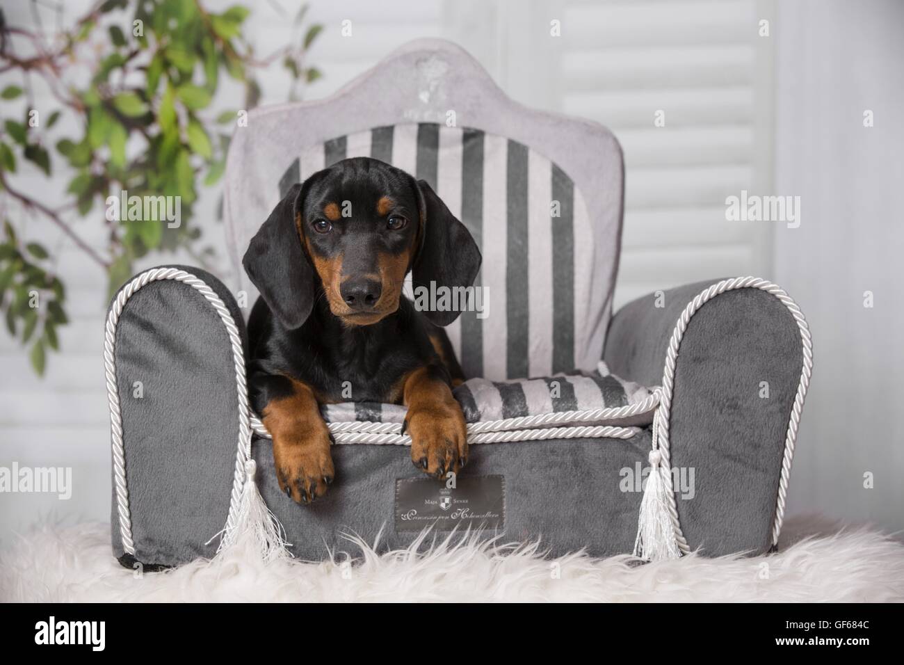 Cucciolo di bassotto Foto Stock