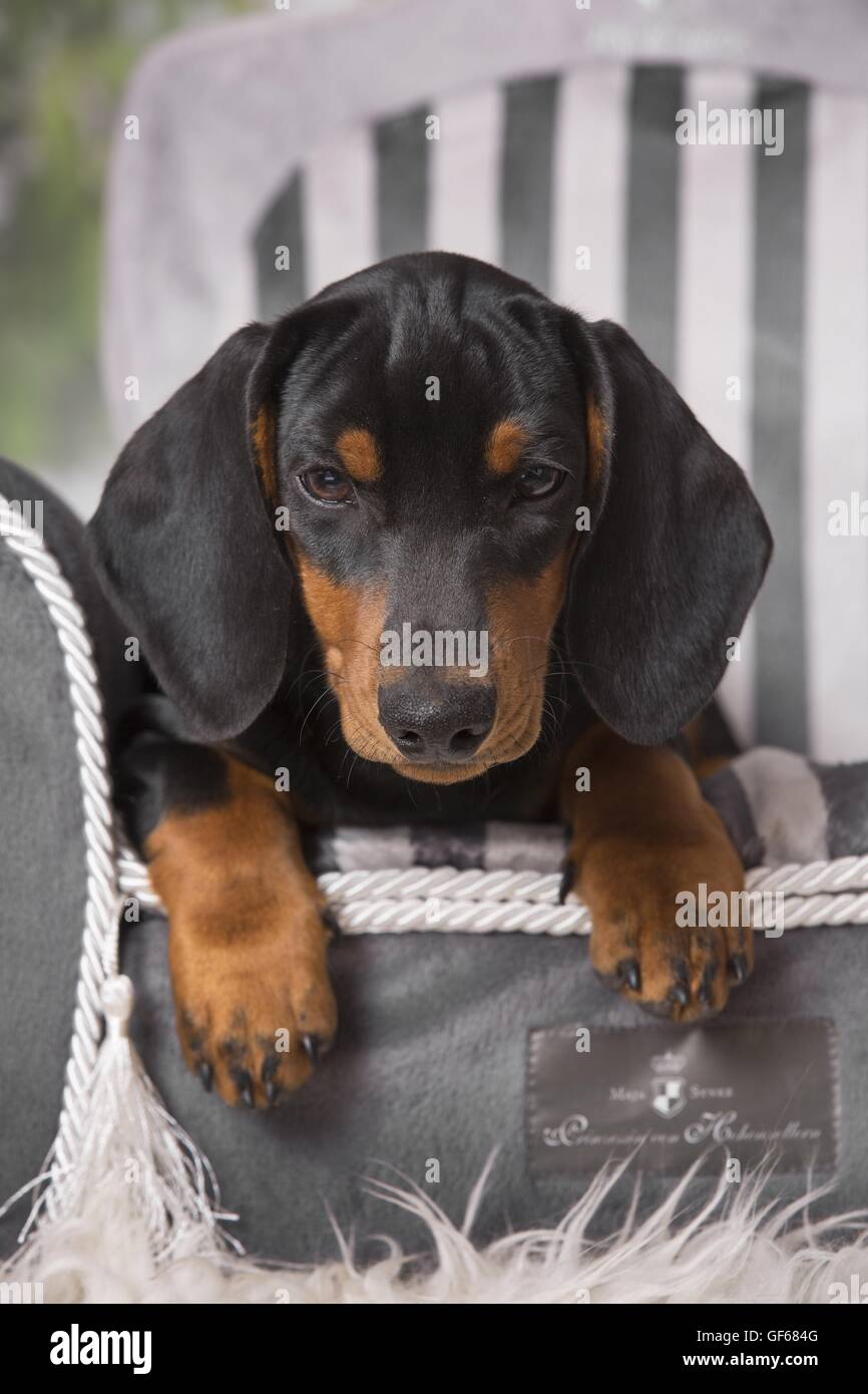 Cucciolo di bassotto Foto Stock