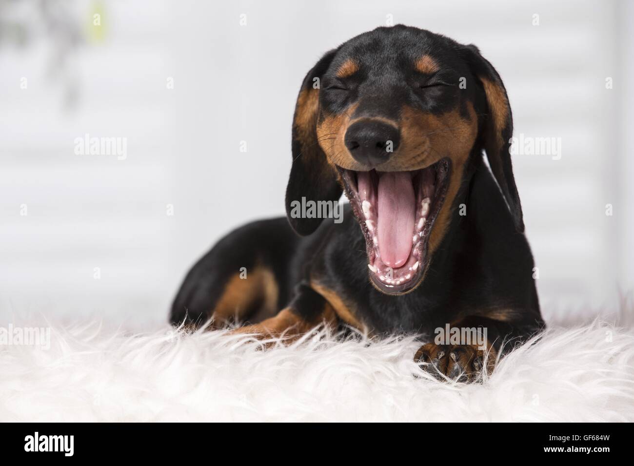 Cucciolo di bassotto Foto Stock