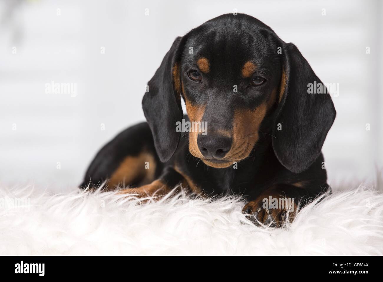 Cucciolo di bassotto Foto Stock