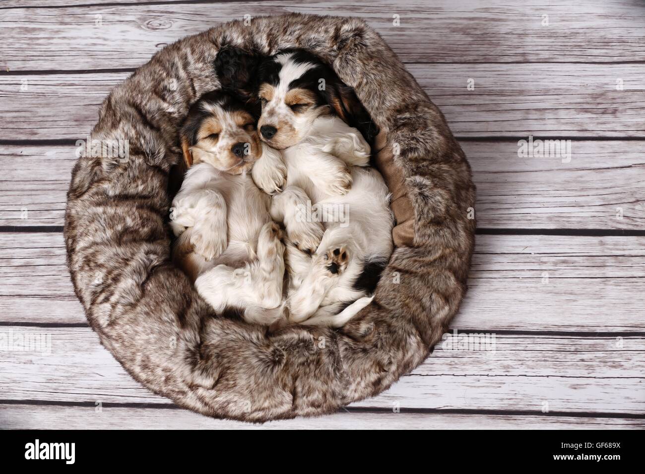 2 sleeping English Cocker Spaniel cuccioli Foto Stock