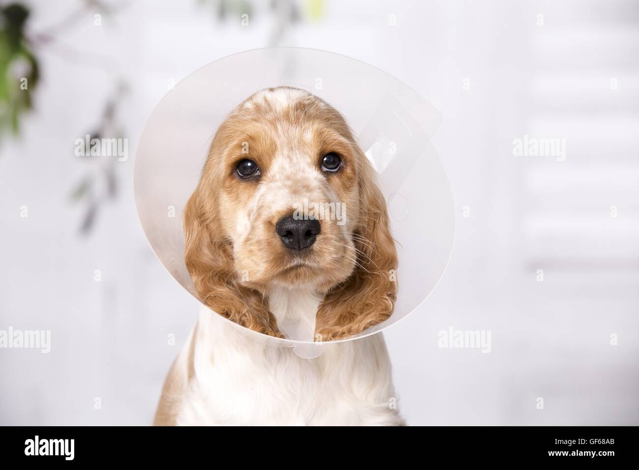 English Cocker Spaniel cucciolo con cono di pet Foto Stock