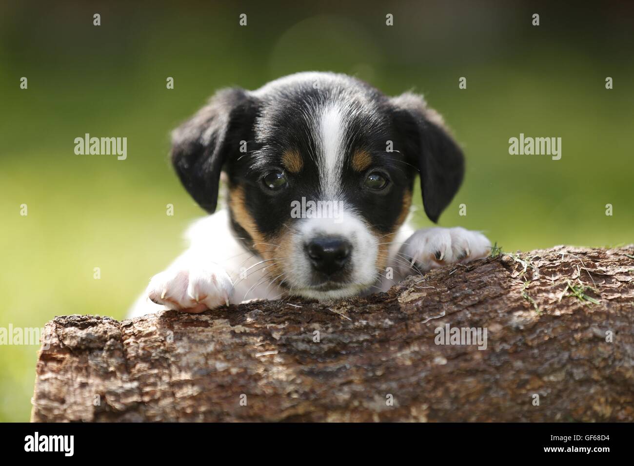 Jack Russell Terrier cucciolo in campagna Foto Stock