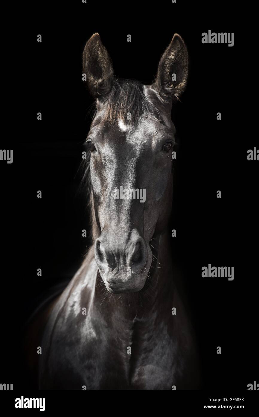 Warmblood pesante ritratto Foto Stock
