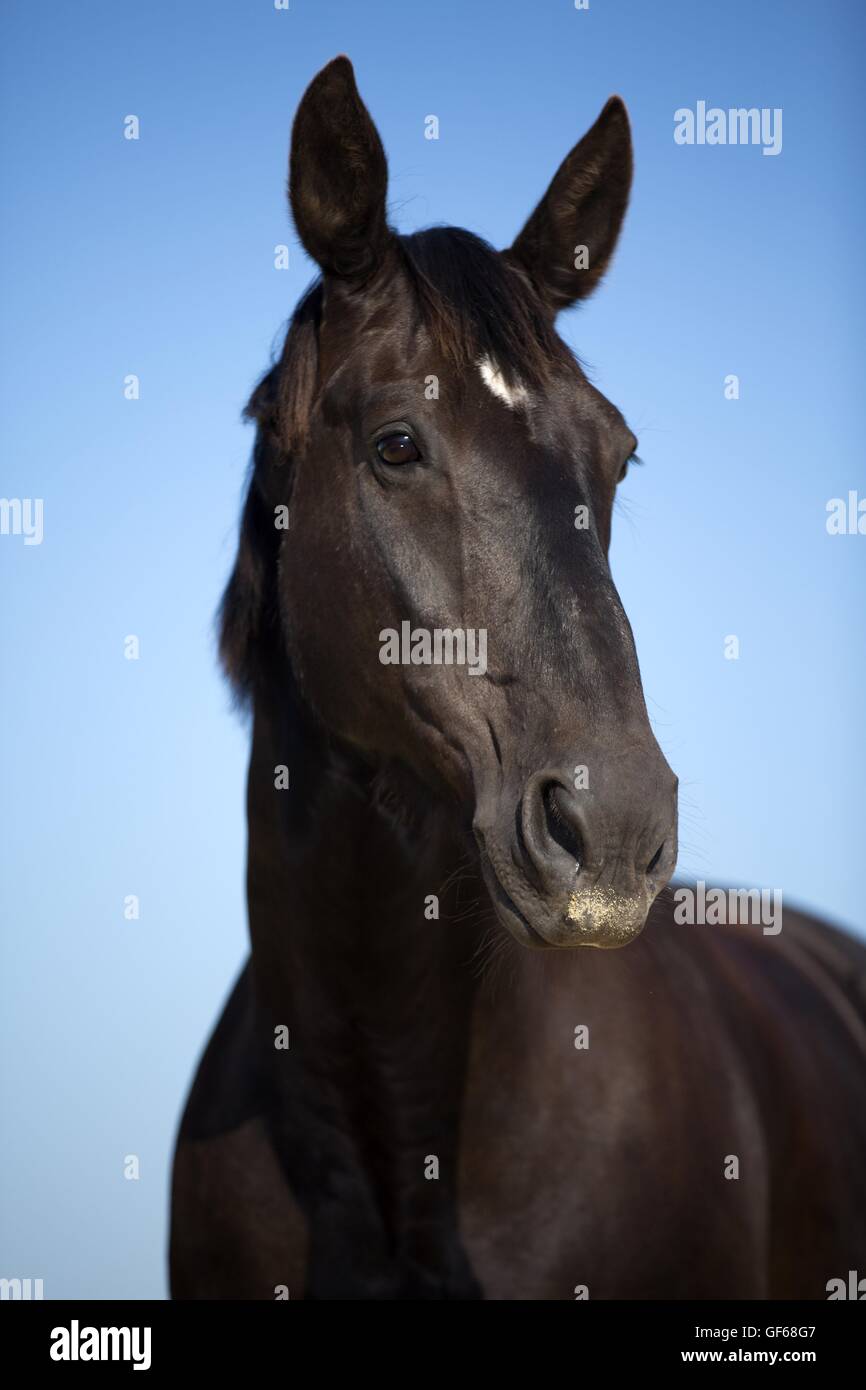 Warmblood pesante ritratto Foto Stock