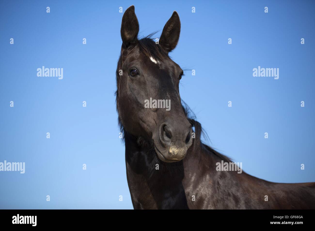 Warmblood pesante ritratto Foto Stock