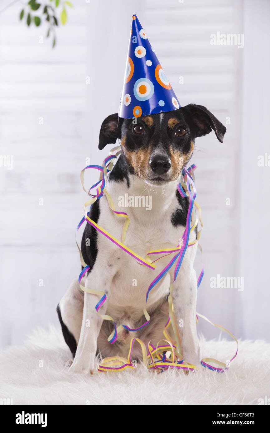 Cappello da festa per cani - Party di Compleanno 6pz - Croci