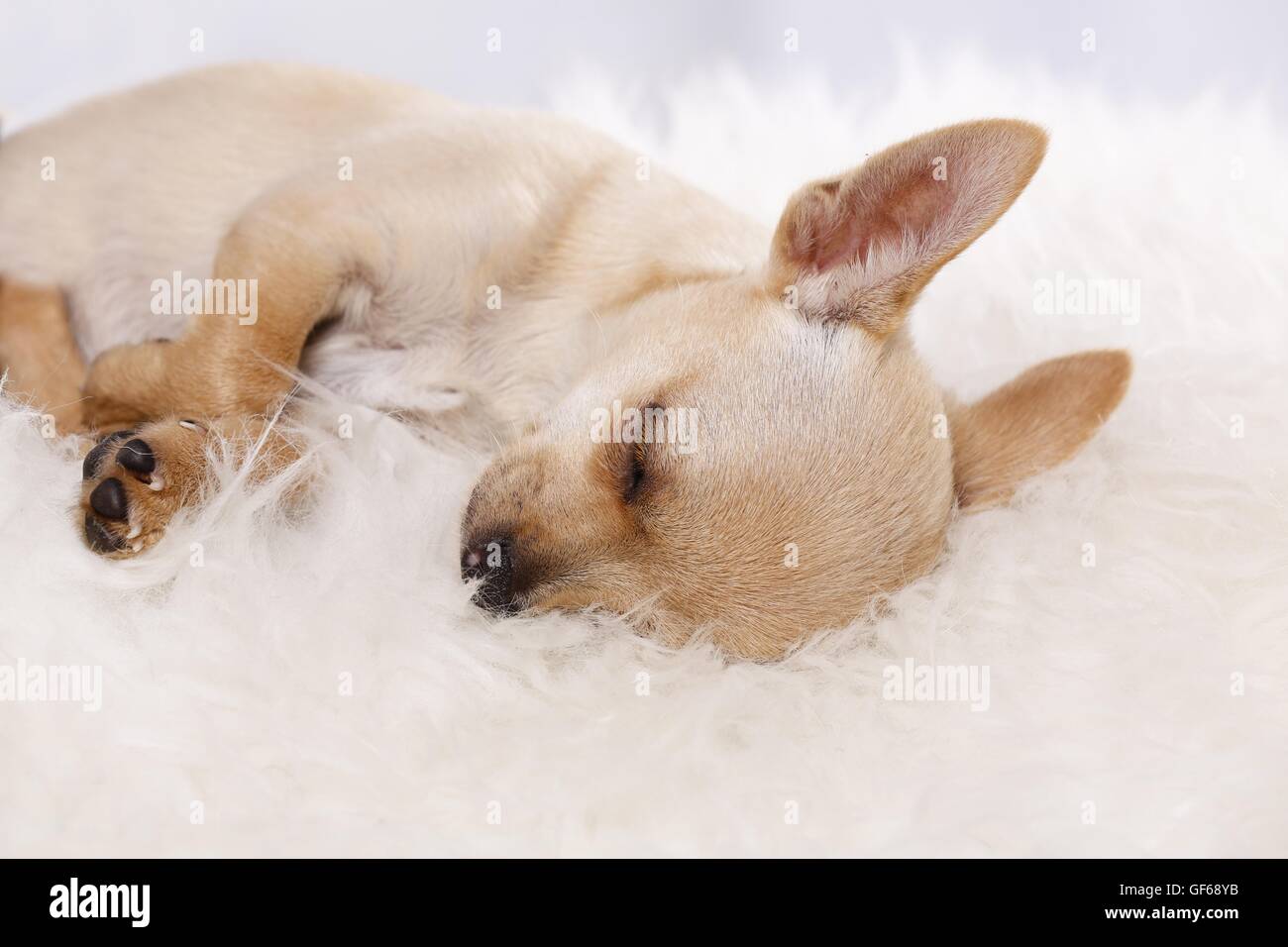Sleeping giovani Chihuahua Foto Stock
