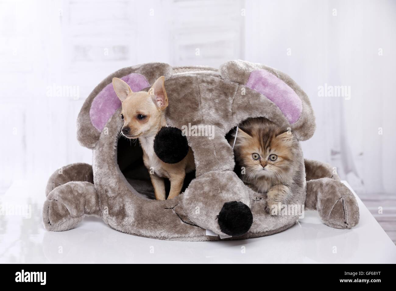 Cane e un gattino Foto Stock