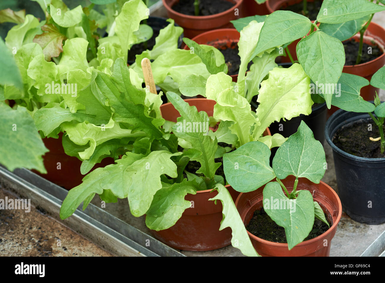 Giovani e insalata verde fagiolo piante che crescono in vasi per piante in una serra. Foto Stock