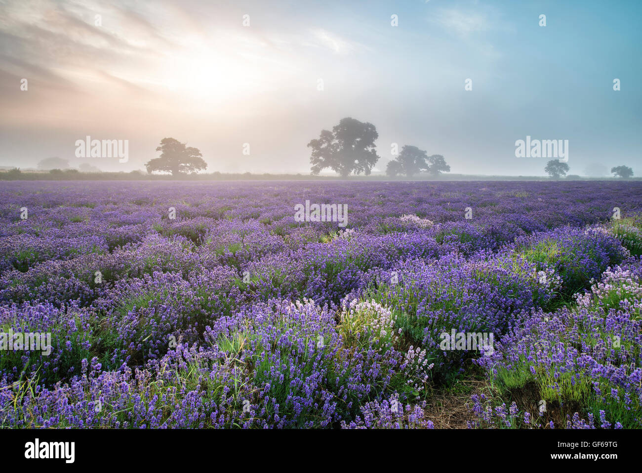 Incredibile drammatico foggy sunrise paesaggio oltre il campo di lavanda in campagna inglese Foto Stock