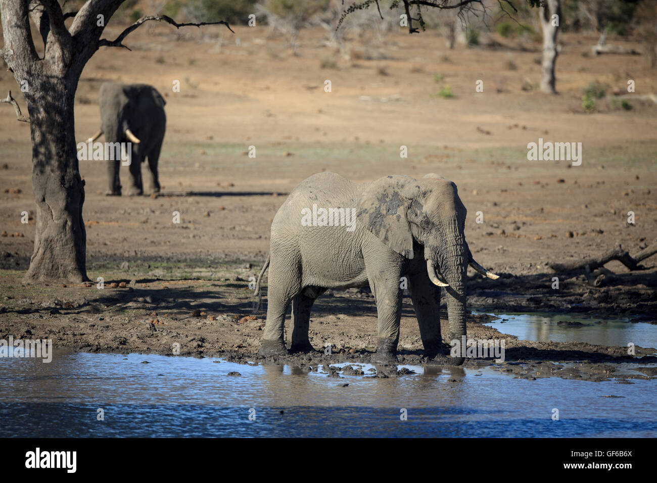 elefante Foto Stock