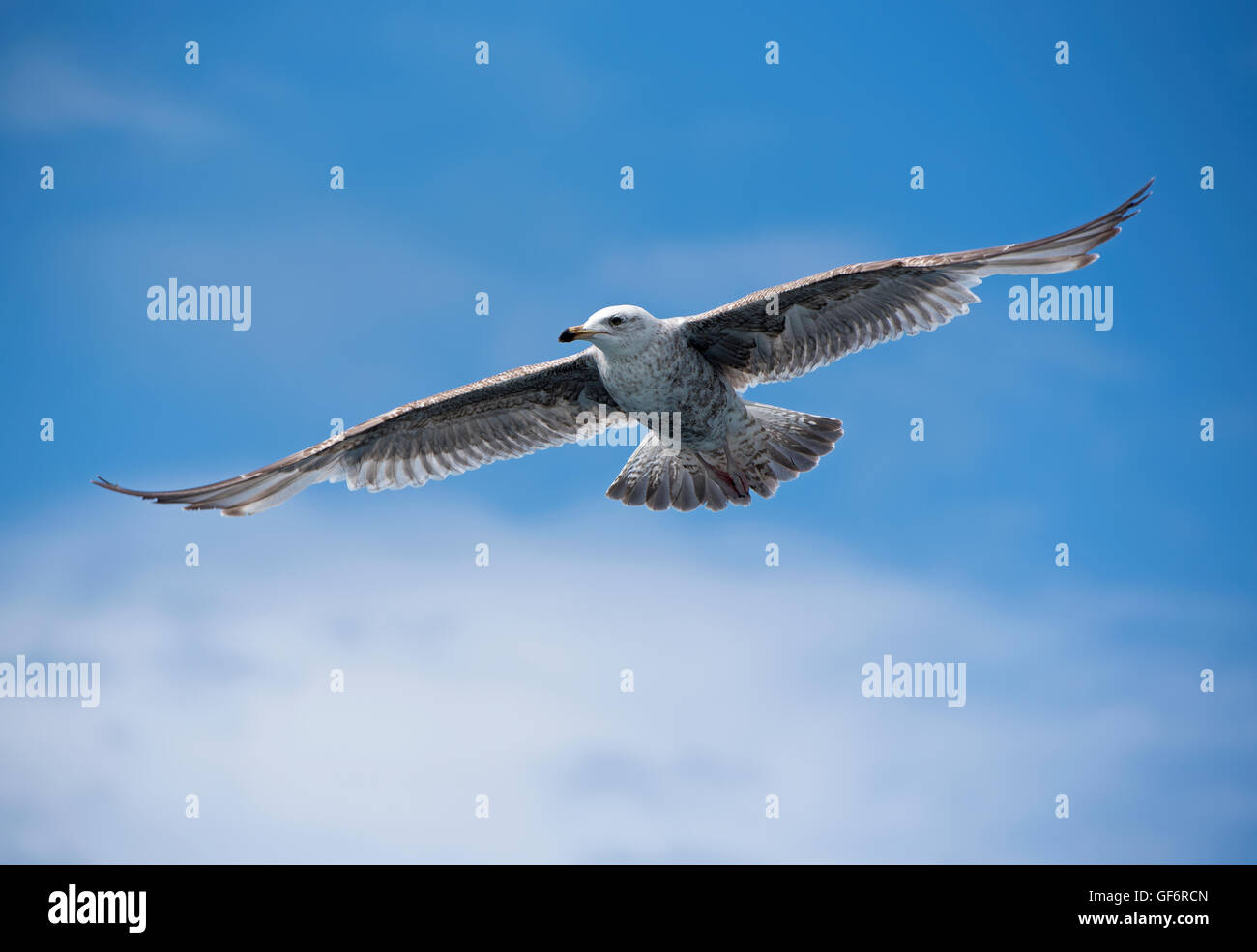 Aringa immaturi gabbiano in volo Loch na Keal, Mull. La Scozia. Regno Unito. SCO 10,969. Foto Stock