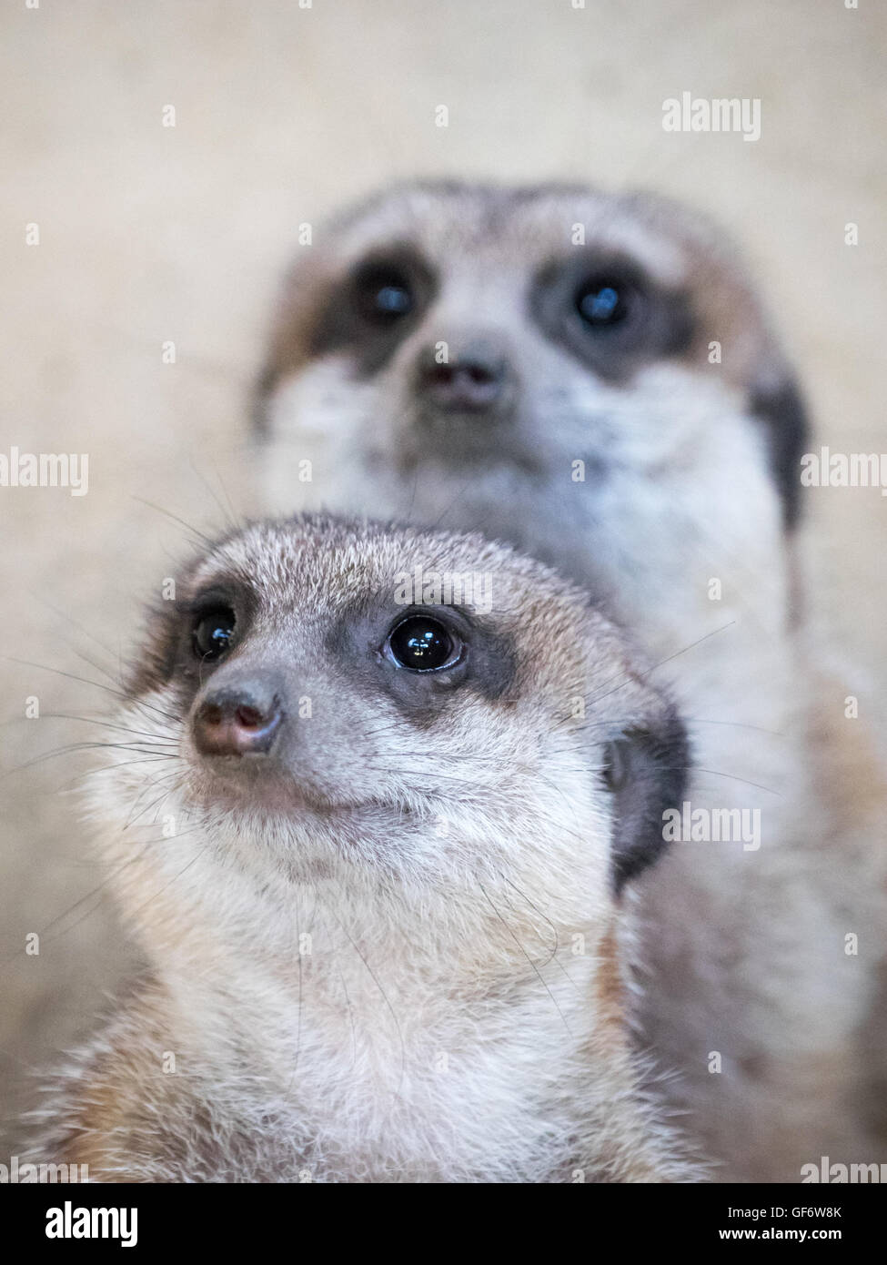 Un meerkat (Suricata suricatta) coppia, in cattività a Calgary Zoo di Calgary, Alberta, Canada. Foto Stock