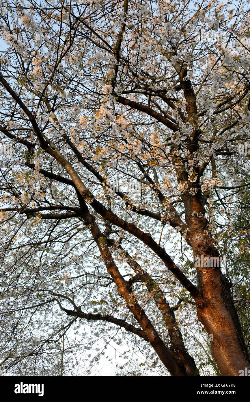 Ornamentali in ciliegio (Prunus) in fiore nel giardino in primavera, REGNO UNITO Foto Stock