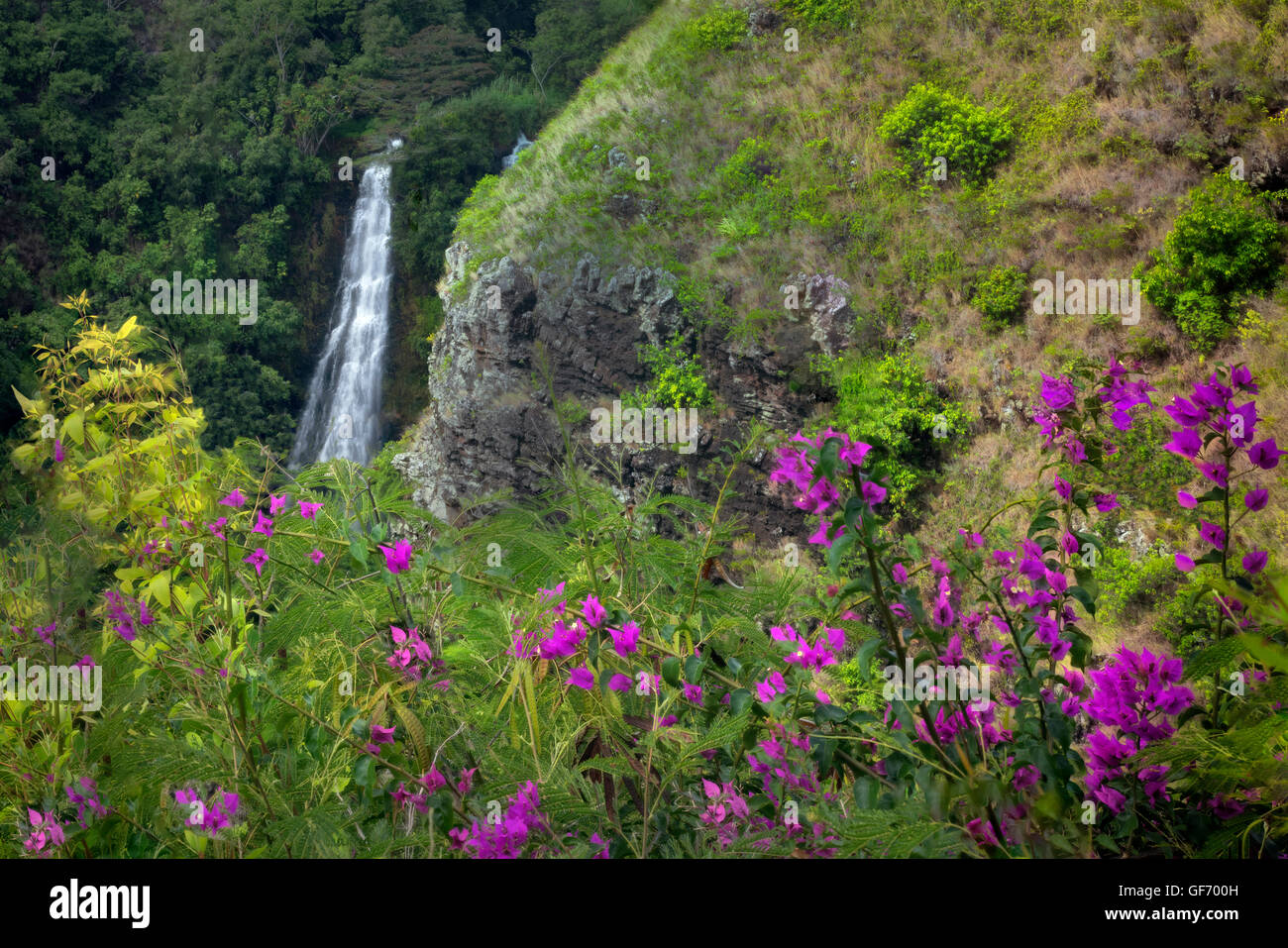 Cascate Opaekaa con fiori di bouganville. Kauai, Hawaii Foto Stock