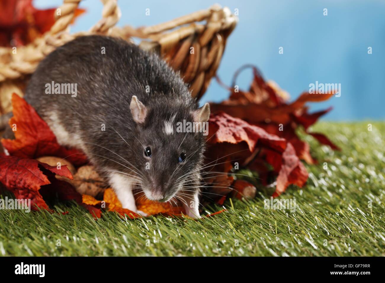 Ratto operato Foto Stock