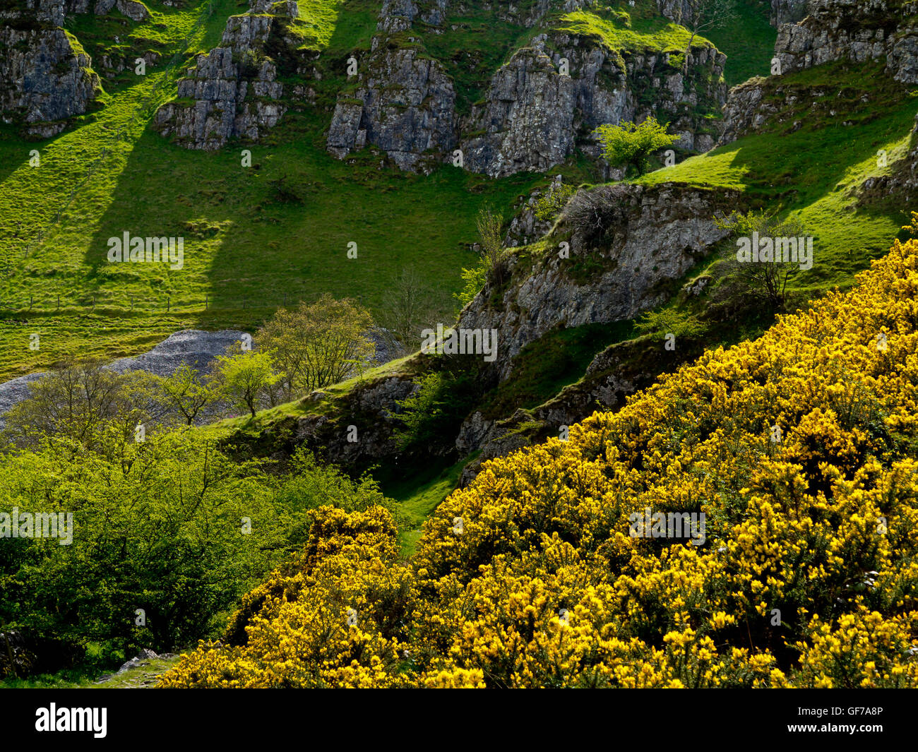 Gorse giallo a Biggin Dale vicino a Hartington in bianco area di picco Peak District National Park Derbyshire Dales England Regno Unito Foto Stock