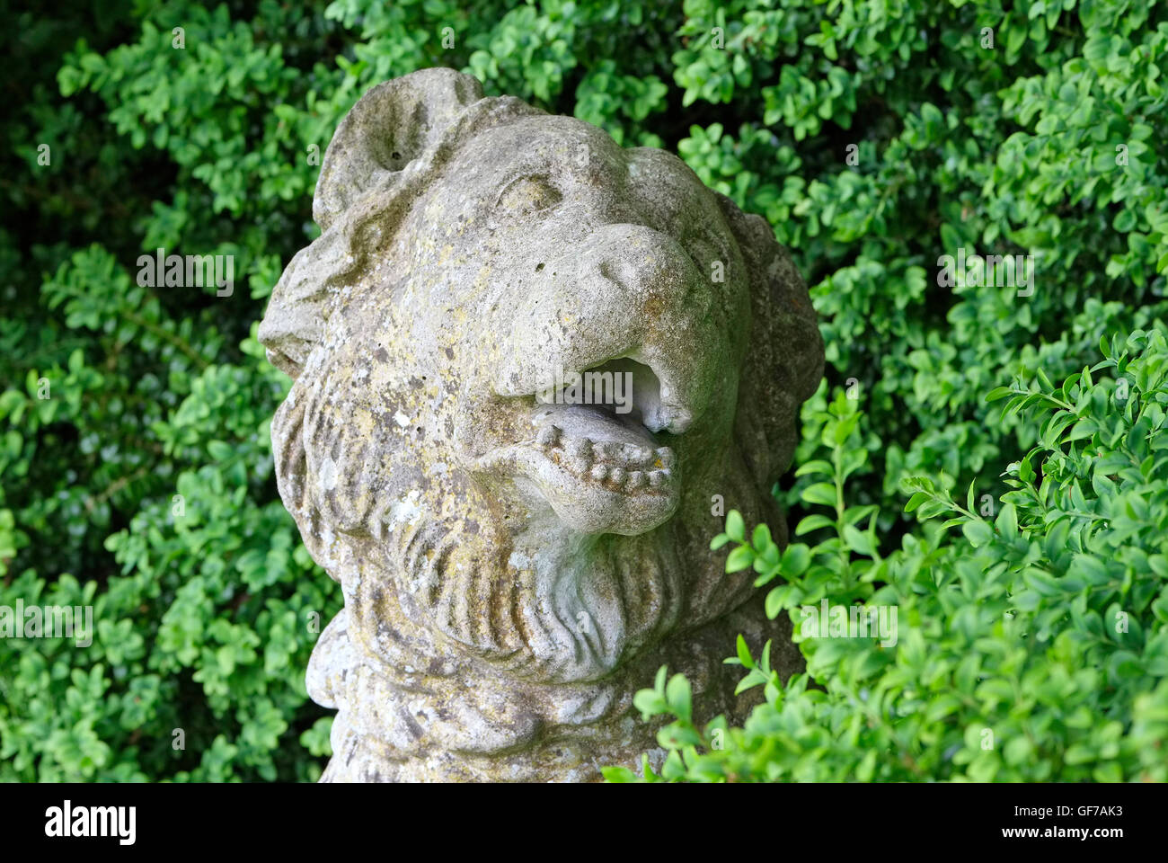 Cani di pietra di testa tra il verde delle foglie in giardino Foto Stock