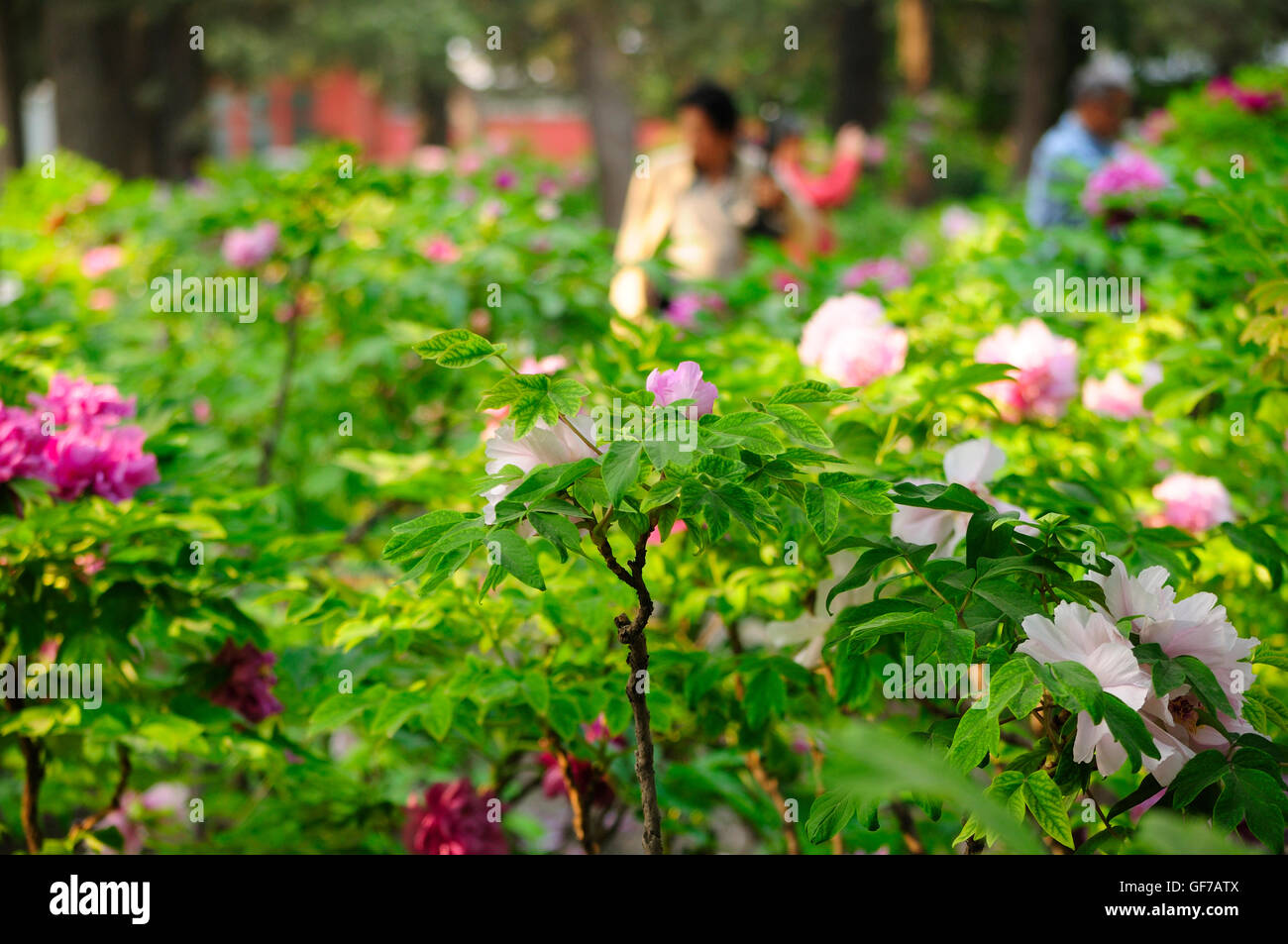 Peonie ad albero in un giardino nel Parco Jingshan a Beijing in Cina. Foto Stock Peonie ad albero in un giardino nel Parco Jingshan a Beijing in Cina. Foto Stock