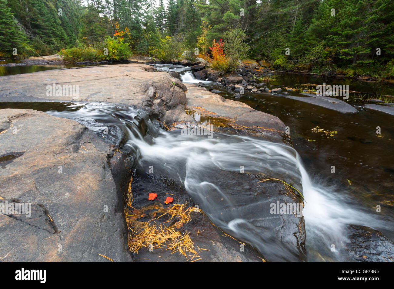 America del nord, Canada Ontario, Algonquin Provincial Park, Foto Stock