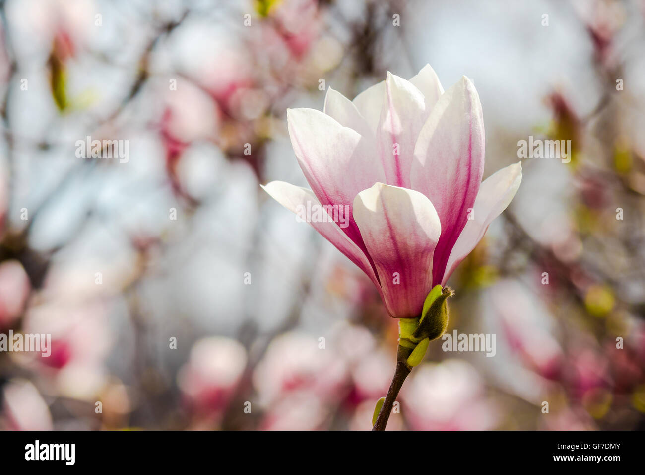 Fiori di magnolia close up con profondità di campo su una sfocatura sullo sfondo Foto Stock