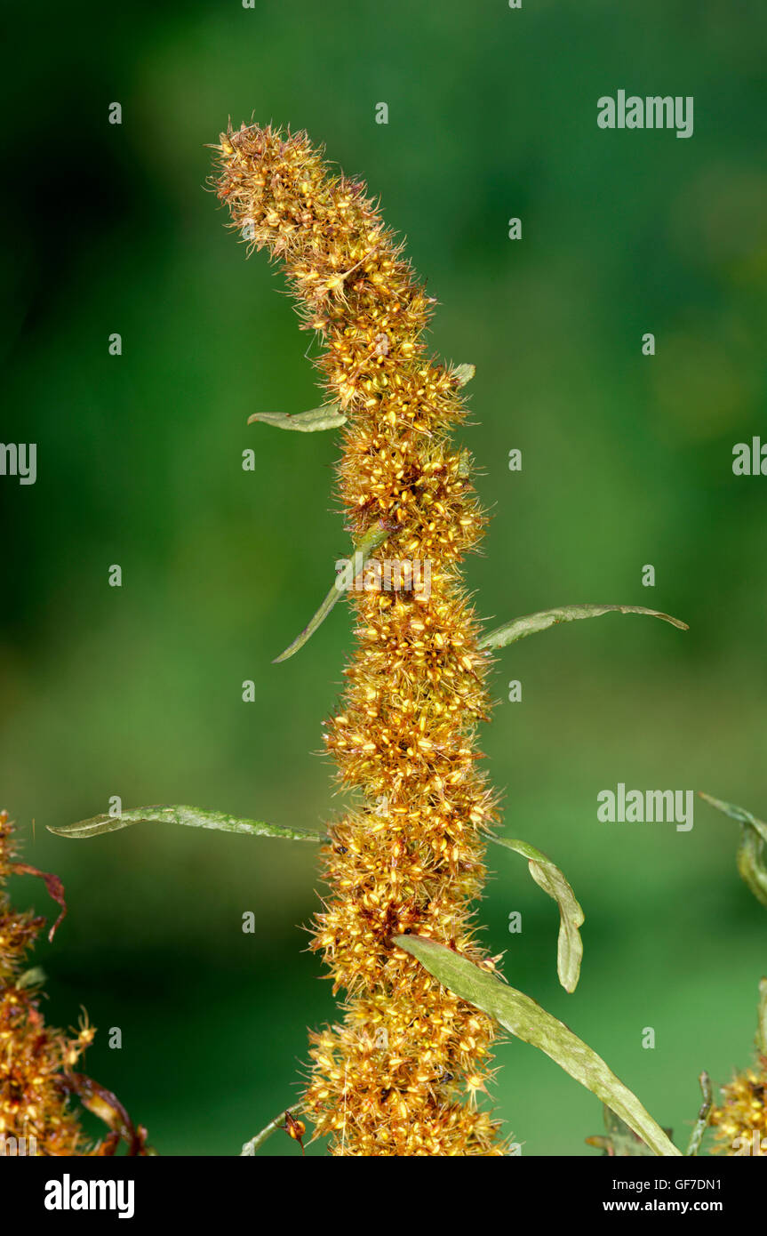 Golden Dock - Rumex maritimus Foto Stock