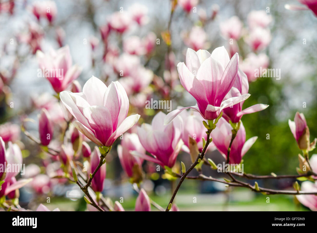 Fiori di magnolia close up con profondità di campo su una sfocatura sullo sfondo Foto Stock