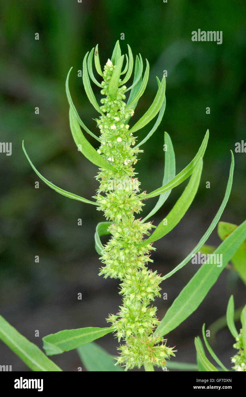 Golden Dock - Rumex maritimus Foto Stock