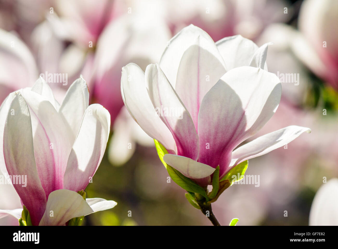 Fiori di magnolia close up con profondità di campo su uno sfondo sfocato Foto Stock