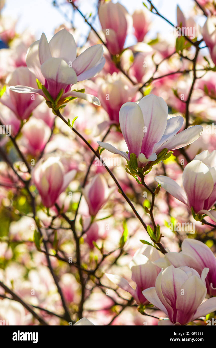 Fiori di magnolia close up su una sfocatura verde erba e foglie sfondo Foto Stock