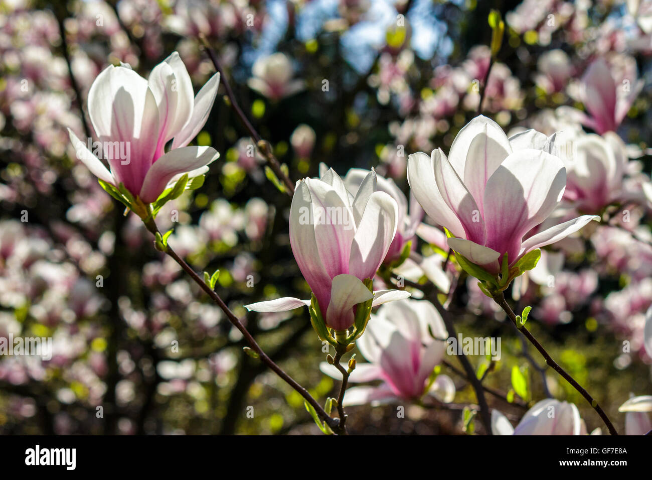 Fiori di magnolia close up su una sfocatura verde erba e foglie sfondo Foto Stock