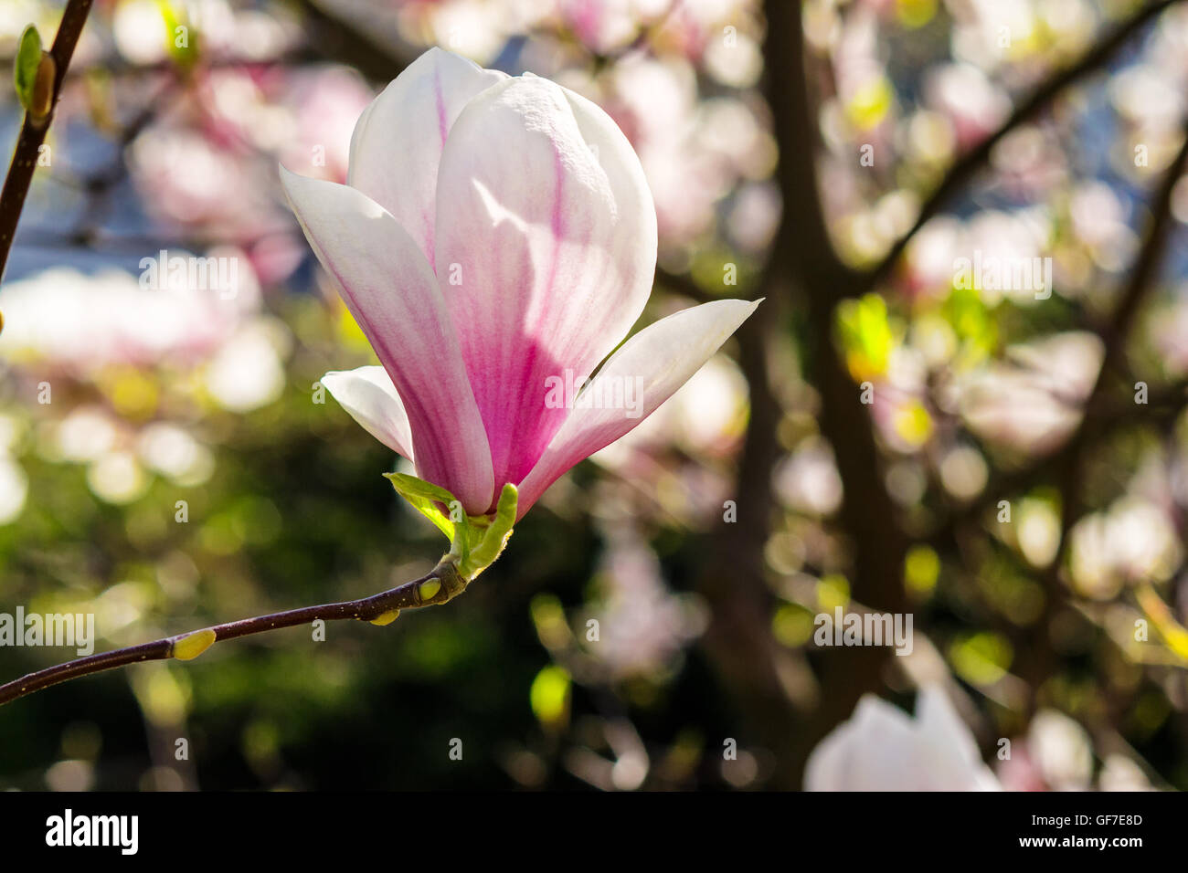 Fiori di magnolia close up con profondità di campo su uno sfondo sfocato Foto Stock