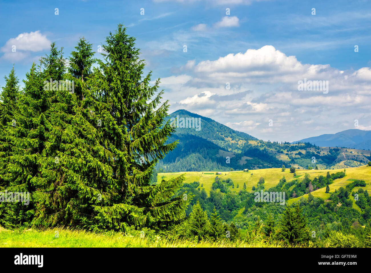 Pendenza della gamma della montagna con alberi di pino e prato Foto Stock