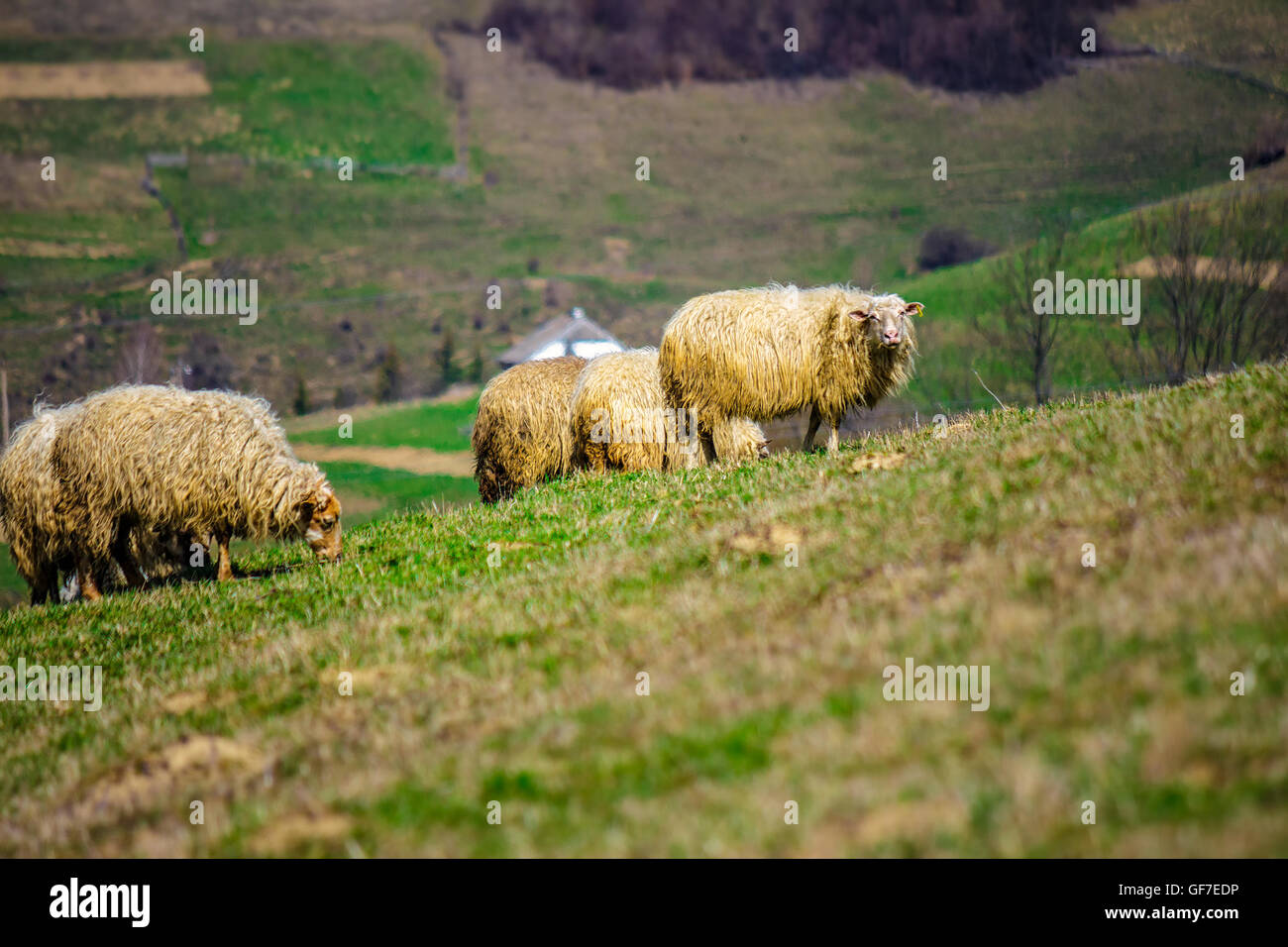 Paesaggio rurale con il gregge di pecore sulle colline di Prato in Carpazi Foto Stock