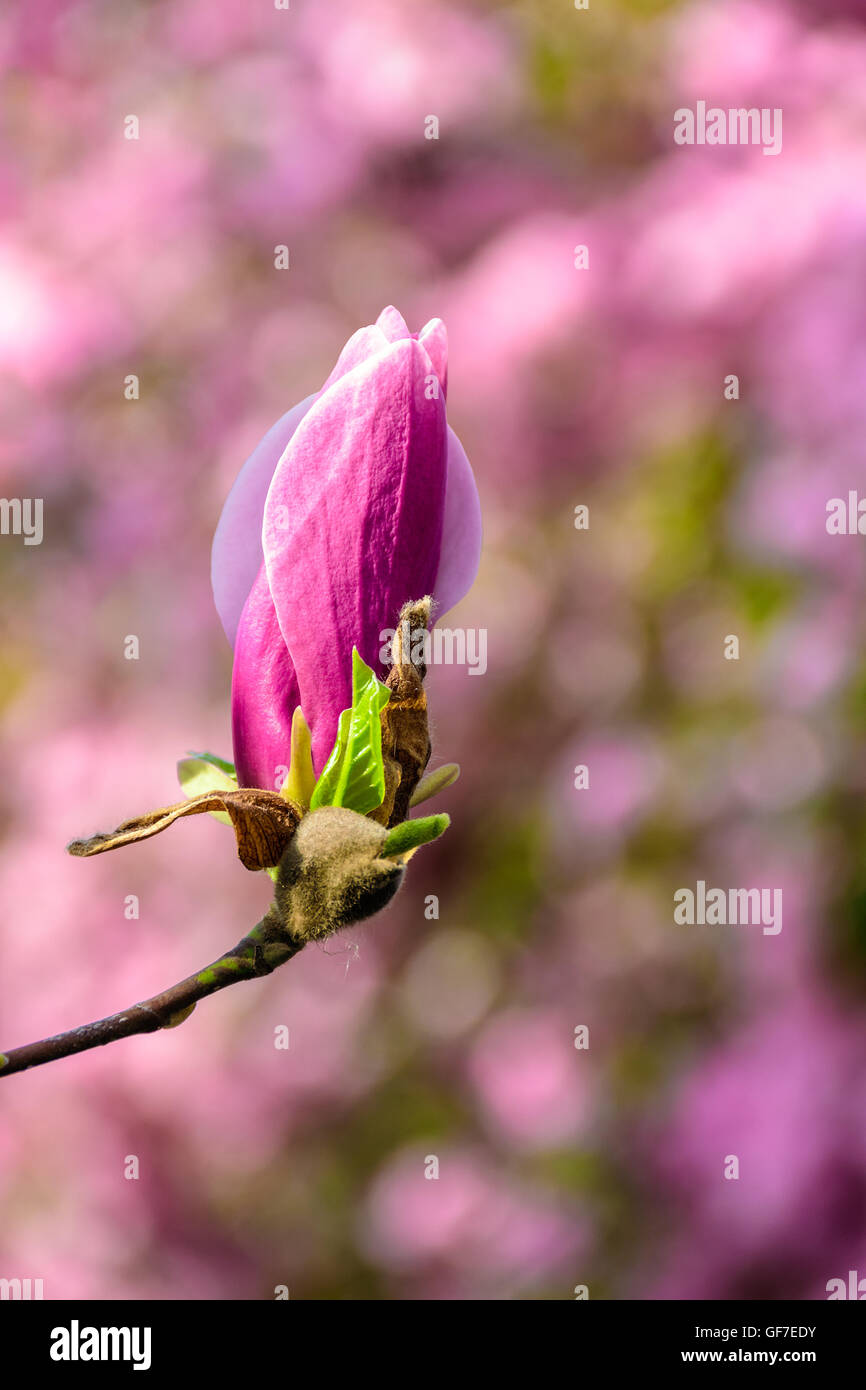 Fiori di magnolia close up su una sfocatura verde erba e foglie sfondo Foto Stock