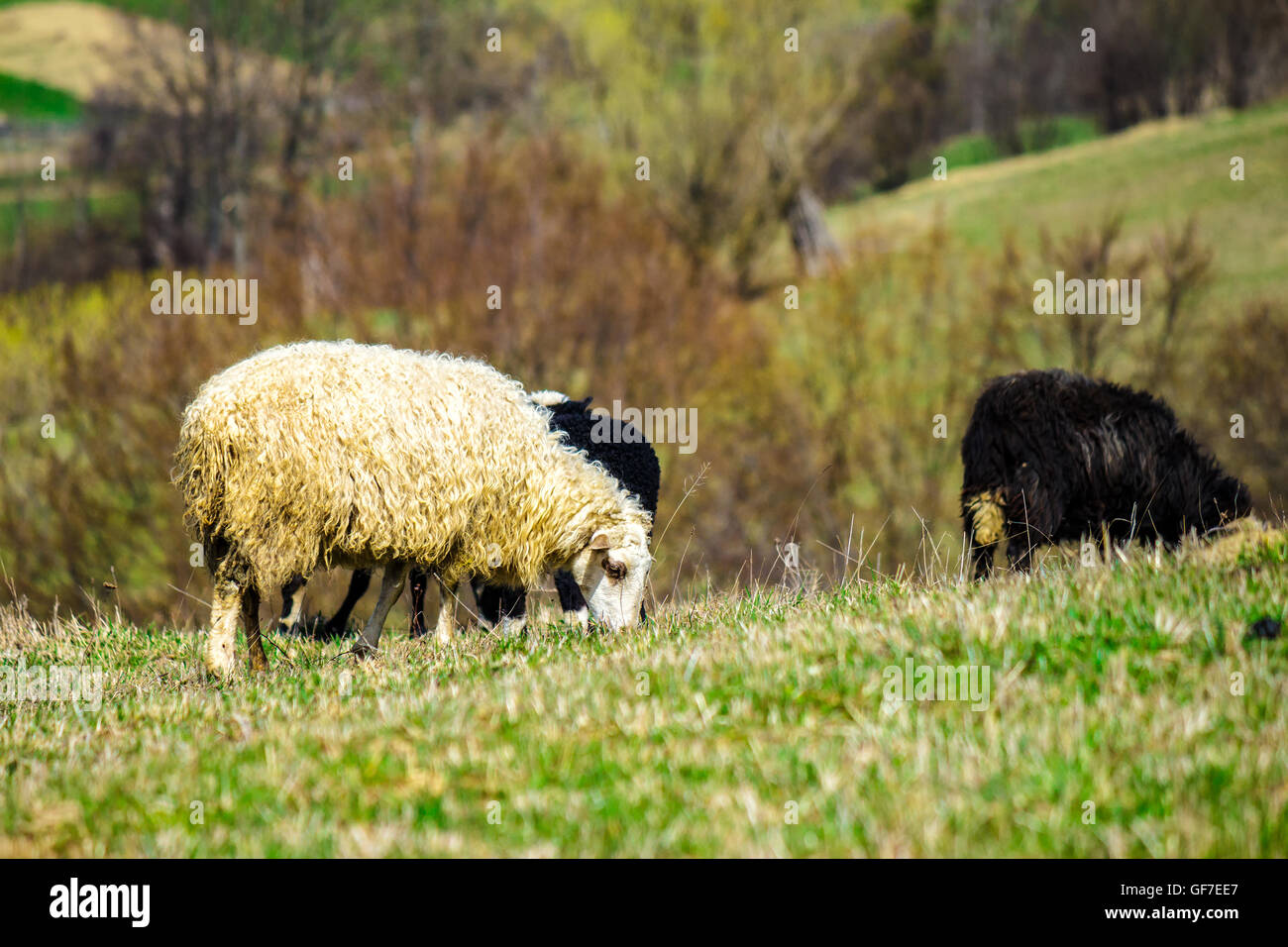 Paesaggio rurale con il gregge di pecore sulle colline di Prato in Carpazi Foto Stock