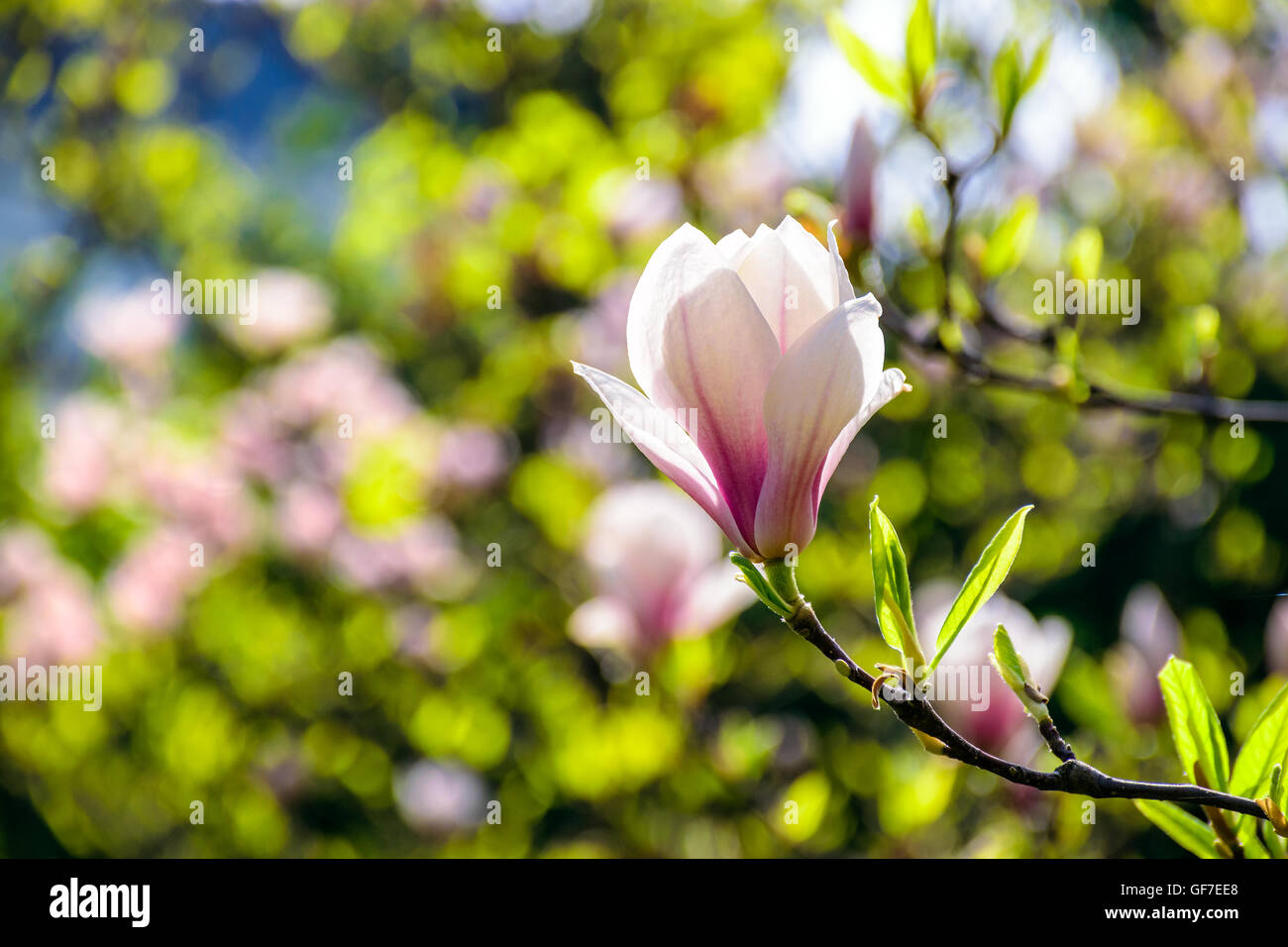 Fiori di magnolia close up su una sfocatura verde erba e foglie sfondo Foto Stock