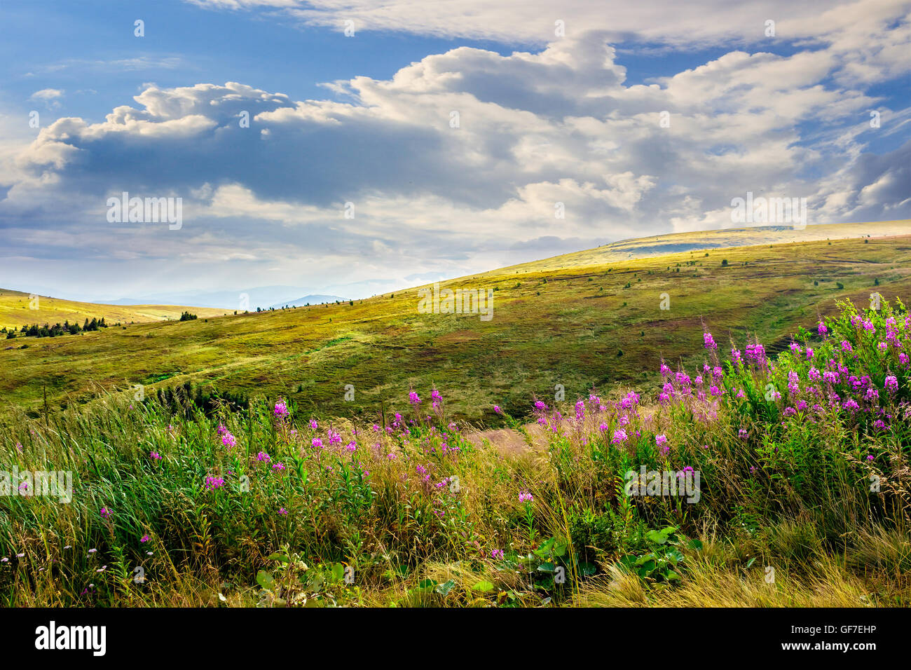 Paesaggio con alta erba selvatica e fiori viola sulla parte superiore di alta montagna Foto Stock