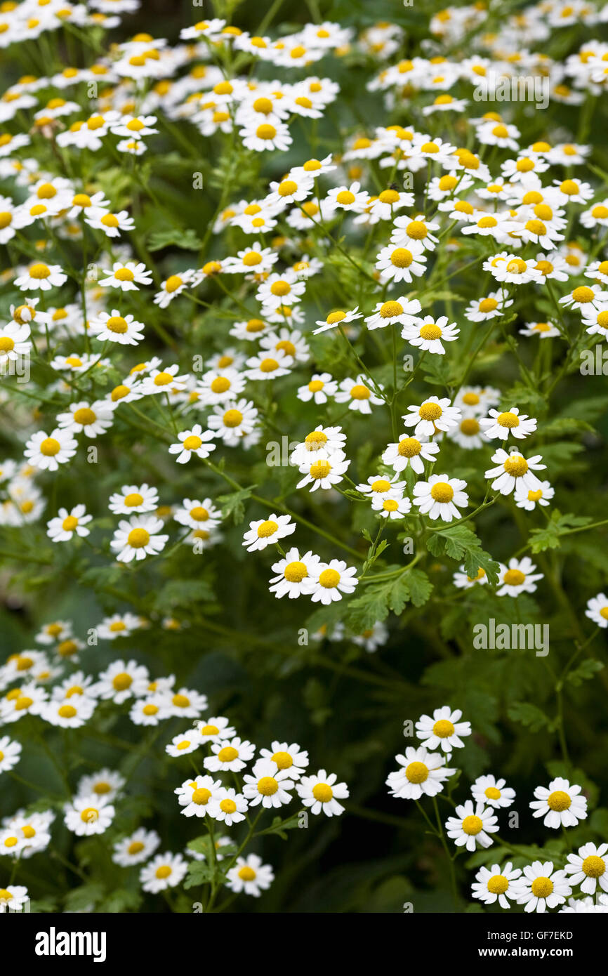 Chamaemelum nobile. Inglese fiori di camomilla. Foto Stock