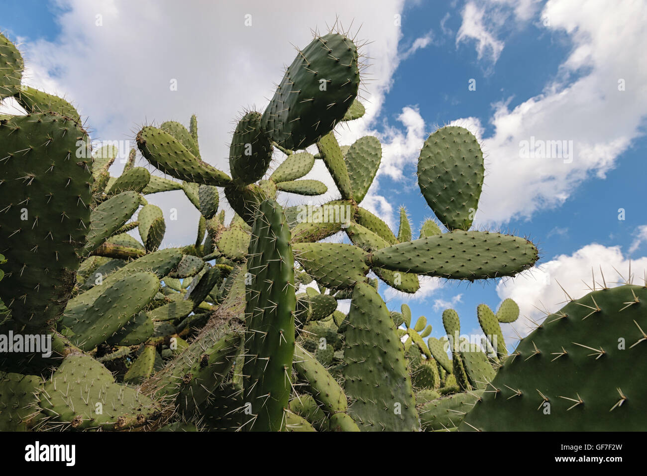 Cactus con cielo blu e nuvole, Opuntia polyacantha Foto Stock
