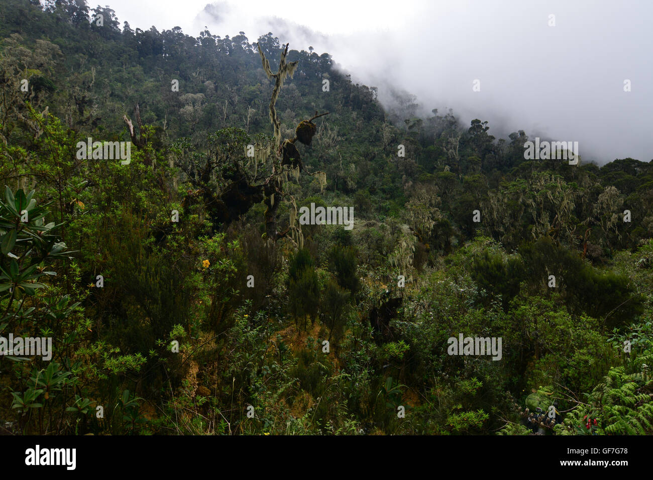 Misty Erica zona lungo il sentiero di Kilembe, Rwenzori Mountains National Park. Foto Stock