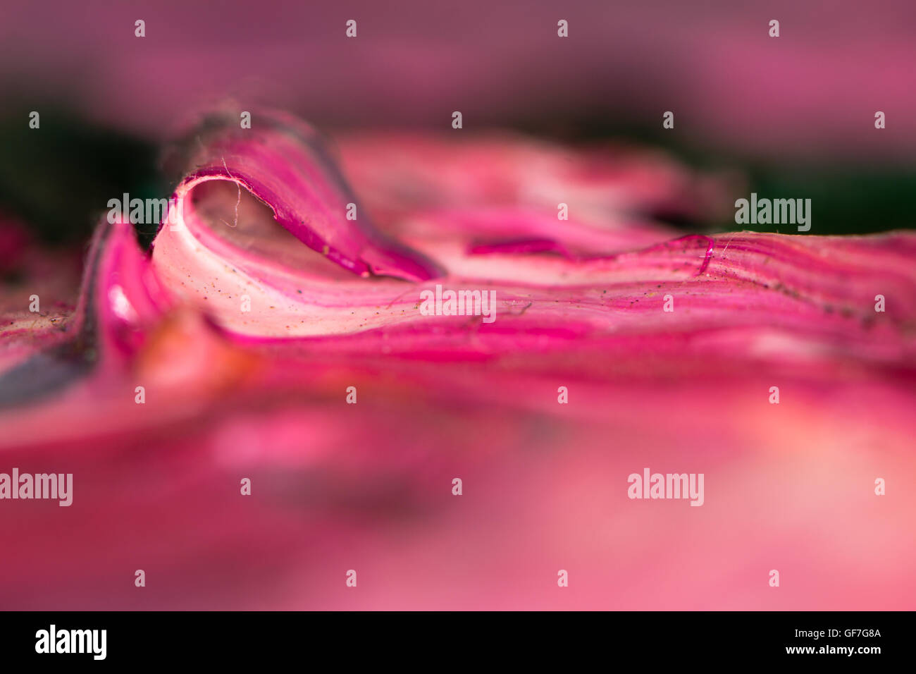 Tessitura macro di rosa secca pittura ad olio. Ondata di vernice brillante su tela che mostra un pesante uso di oli per artista, con la miscelazione dei colori Foto Stock